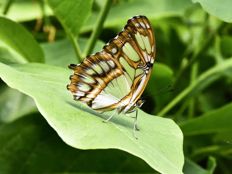 Dsc0513e
