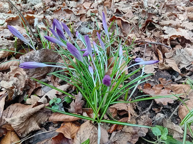 Krokussen In Het Heempark Denbosch