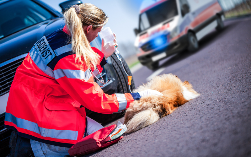 Dierenambulance